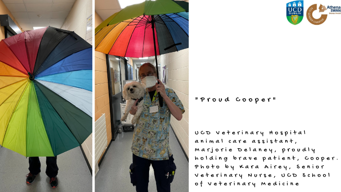 Animal care assistant holding dog and rainbow umbrella